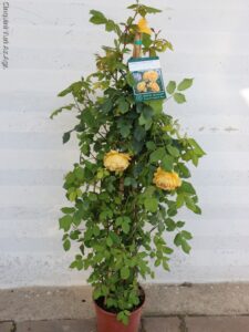 ROSA RAMPICANTE