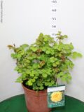 ROSA GRANDEFIORE VASO 22 (DAVID AUSTIN)