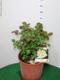 ROSA GRANDEFIORE VASO 22 (MEILLAND)