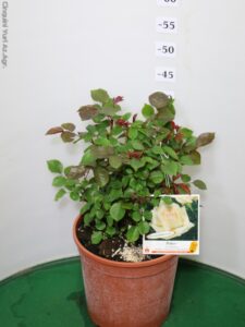 ROSA GRANDEFIORE MEILLAND