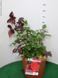ROSA PROFUMATISSIMA VASO 22 (NIRP)