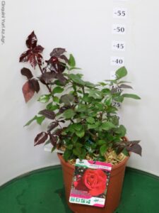 ROSA PROFUMATISSIMA NIRP