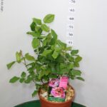 ROSA DEI PITTORI VASO 22 DELBARD