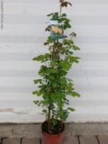 ROSA RAMPICANTE VASO 22 ALTEZZA 120 Cm