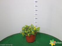 SANVITALIA VASO 14