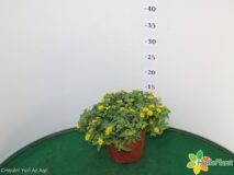 SANVITALIA VASO 14