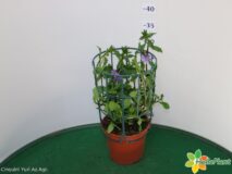 SCAEVOLA VASO 14