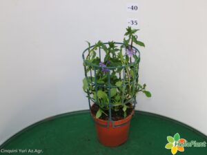 SCAEVOLA VASO 14