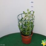 SCAEVOLA VASO 14