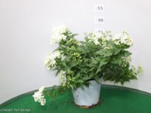 SOLANUM JASMINOIDE VASO 14