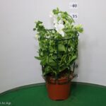 SURFINIA VASO 14