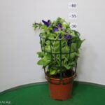 SURFINIA VASO 14