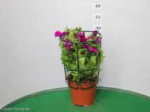SURFINIA VASO 14