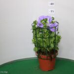SURFINIA VASO 14