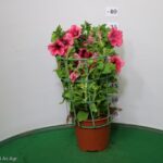 SURFINIA VASO 14