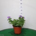 VERBENA VASO 14