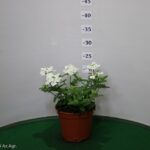 VERBENA VASO 14