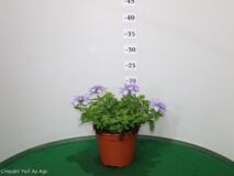 VERBENA VASO 14