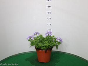 VERBENA VASO 14
