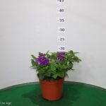 VERBENA VASO 14