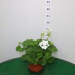 GERANIO ZONALE VASO 14