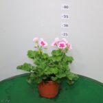GERANIO ZONALE VASO 14