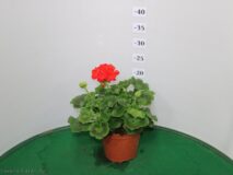 GERANIO ZONALE VASO 14
