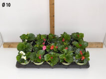 BEGONIA VASO 10
