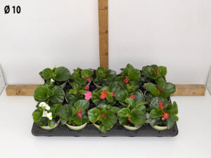 begonia_v10