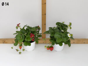 fragola_v14