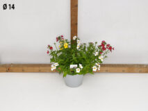 NEMESIA TRIXI VASO 14
