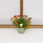 NEMESIA VASO 14
