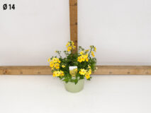 NEMESIA VASO 14