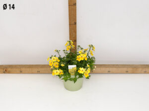 NEMESIA VASO 14