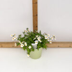 NEMESIA VASO 14