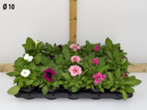 PETUNIA VASO 10