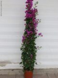 BOUGANVILLEA VASO 24 H150