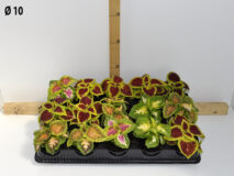 COLEUS VASO 10