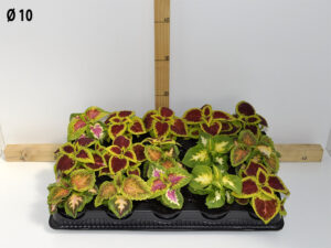 coleus_v10