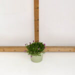 DELOSPERMA VASO 14