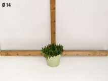 DELOSPERMA VASO 14