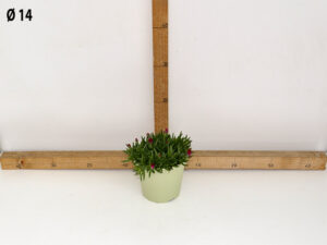 DELOSPERMA VASO 14