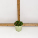 DELOSPERMA VASO 14