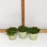 DELOSPERMA VASO 14
