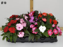 IMPATIENS NUOVA GUINEA VASO 10