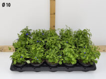 LOBELIA VASO 10