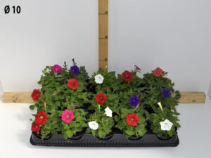 petunia_mini_v10