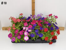 PETUNIA MINI VASO 10
