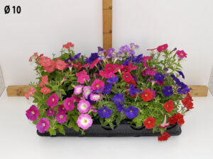 petunia_mini_v10