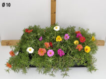 PORTULACA VASO 10